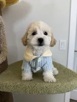 Leo, a male Maltipoo for sale in San Gabriel, CA – 7 of 7