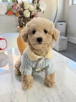 Cookie, a female Maltipoo for sale in San Gabriel, CA – 3 of 4