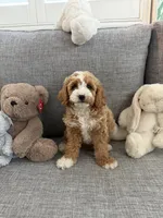 Tiffany, a female Cavapoo for sale in San Gabriel, CA – 4 of 4