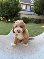 Toby, a male Poodle - Toy  and Bichpoo for sale in San Gabriel, CA – 3 of 4