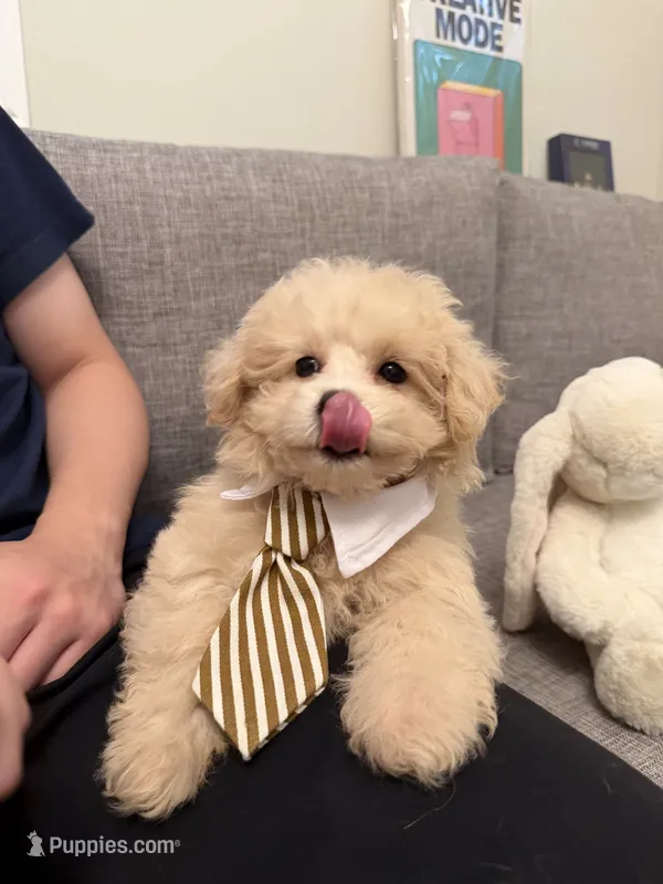 Butter – Maltipoo puppy for sale in San Gabriel, CA