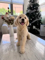 Clare, a female Golden Retriever for sale in San Gabriel, CA – 3 of 5