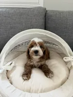Puff, a male Cavapoo for sale in San Gabriel, CA – 2 of 4