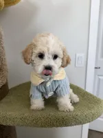 Leo, a male Maltipoo for sale in San Gabriel, CA – 5 of 7