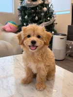 Kawaii, a female Maltipoo for sale in San Gabriel, CA – 1 of 5