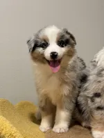 Bobby, a female Australian Shepherd for sale in San Gabriel, CA – Photo 7 of 7