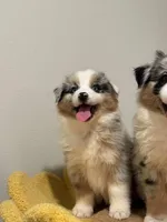 Bobby, a female Australian Shepherd for sale in San Gabriel, CA – Photo 1 of 7