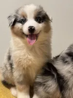 Bobby, a female Australian Shepherd for sale in San Gabriel, CA – Photo 4 of 7