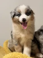 Bobby, a female Australian Shepherd for sale in San Gabriel, CA – Photo 6 of 7