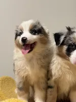 Bobby, a female Australian Shepherd for sale in San Gabriel, CA – Photo 3 of 7