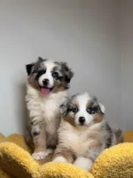 Bobby, a female Australian Shepherd for sale in San Gabriel, CA – Photo 2 of 7