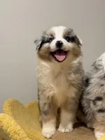 Bobby, a female Australian Shepherd for sale in San Gabriel, CA – Photo 5 of 7