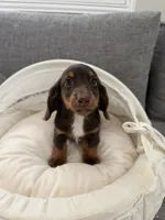 Kay, a male Miniature Dachshund for sale in San Gabriel, CA – 3 of 4