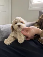Tory, a male Cockapoo for sale in San Gabriel, CA – Photo 1 of 5