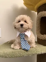 Tory, a male Maltipoo for sale in San Gabriel, CA – Photo 4 of 5