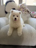 Tory, a male Samoyed for sale in San Gabriel, CA – Photo 5 of 5