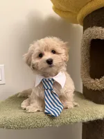 Tory, a male Maltipoo for sale in San Gabriel, CA – Photo 5 of 5