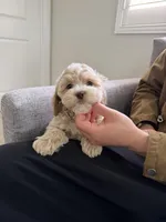Tory, a male Cockapoo for sale in San Gabriel, CA – Photo 2 of 5