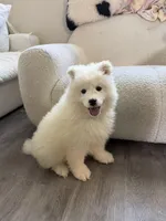 Tory, a male Samoyed for sale in San Gabriel, CA – Photo 2 of 5