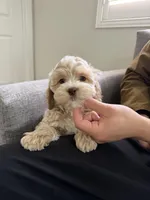 Tory, a male Cockapoo for sale in San Gabriel, CA – Photo 5 of 5
