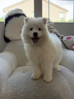 Tory, a male Samoyed for sale in San Gabriel, CA – Photo 4 of 5