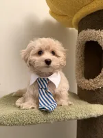 Tory, a male Maltipoo for sale in San Gabriel, CA – Photo 1 of 5