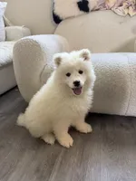 Tory, a male Samoyed for sale in San Gabriel, CA – Photo 1 of 5