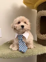 Tory, a male Maltipoo for sale in San Gabriel, CA – Photo 2 of 5