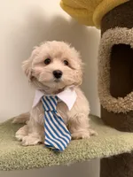 Tory, a male Maltipoo for sale in San Gabriel, CA – Photo 3 of 5