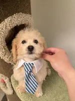 Chubby, a male Maltipoo for sale in San Gabriel, CA – 4 of 6