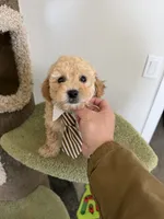 Bobby, a male Maltipoo for sale in San Gabriel, CA – 2 of 5