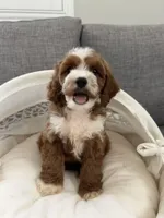 Tory, a female Cavapoo for sale in San Gabriel, CA – 1 of 5