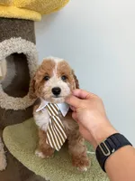 Colby, a male Cockapoo for sale in San Gabriel, CA – 4 of 4