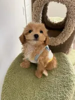 Emma, a female Maltipoo for sale in San Gabriel, CA – 3 of 4