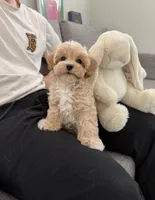 Dora, a female Maltipoo for sale in San Gabriel, CA – 2 of 4