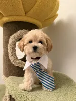 Athena, a female Maltipoo for sale in San Gabriel, CA – Photo 5 of 5