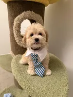 Athena, a female Maltipoo for sale in San Gabriel, CA – Photo 4 of 5