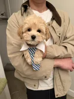 Athena, a female Maltipoo for sale in San Gabriel, CA – Photo 3 of 5