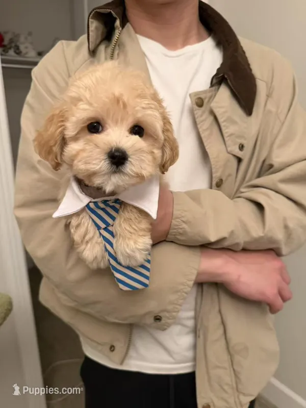 Athena – Maltipoo puppy for sale in San Gabriel, CA