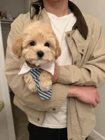 Athena, a female Maltipoo for sale in San Gabriel, CA – Photo 1 of 5