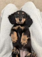 Bella, a female Miniature Dachshund for sale in San Gabriel, CA – 5 of 6