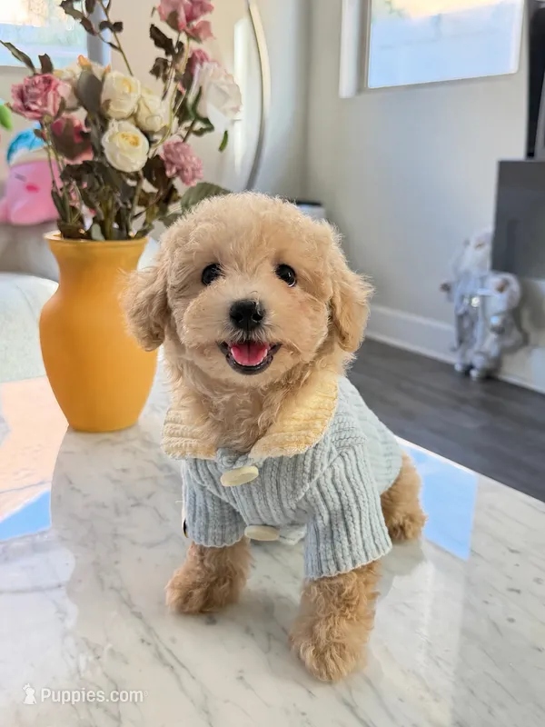 Cookie – Maltipoo puppy for sale in San Gabriel, CA
