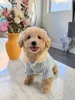 Cookie, a female Maltipoo for sale in San Gabriel, CA – 1 of 4