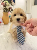 Chubby, a male Maltipoo for sale in San Gabriel, CA – 3 of 4