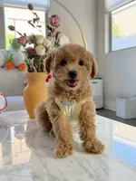 Toby, a female Maltipoo for sale in San Gabriel, CA – 3 of 4
