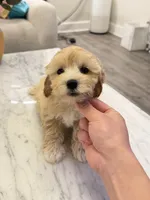 Chubby, a male Maltipoo for sale in San Gabriel, CA – 2 of 4