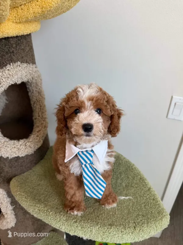Chubby – Cockapoo puppy for sale in San Gabriel, CA