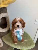 Chubby, a male Cockapoo for sale in San Gabriel, CA – 1 of 4