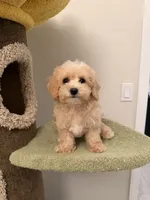 Cookie, a male Maltipoo for sale in San Gabriel, CA – 2 of 5