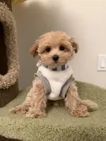 Clare, a female Maltipoo for sale in San Gabriel, CA – 3 of 3